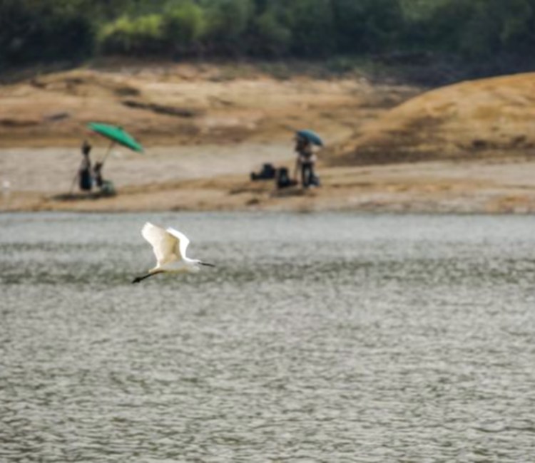 頭寮大池賞鳥